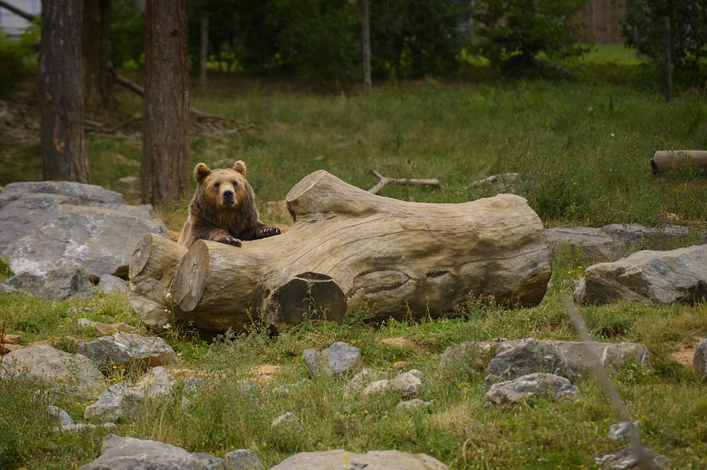 a brown bear sitting on top of a log in a forest