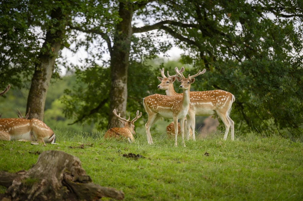 a herd of deer standing on top of a lush green field