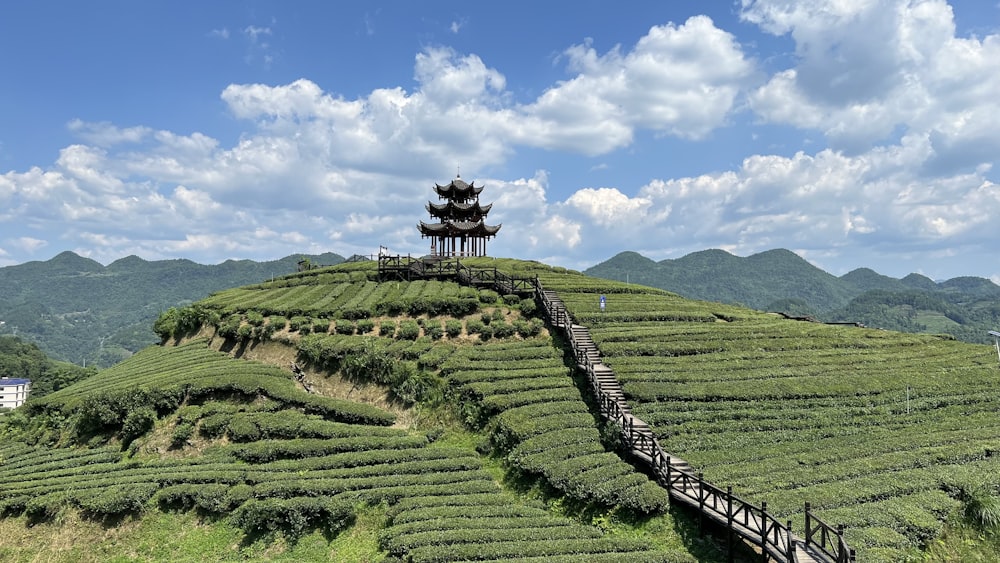 una colina con un árbol en la cima