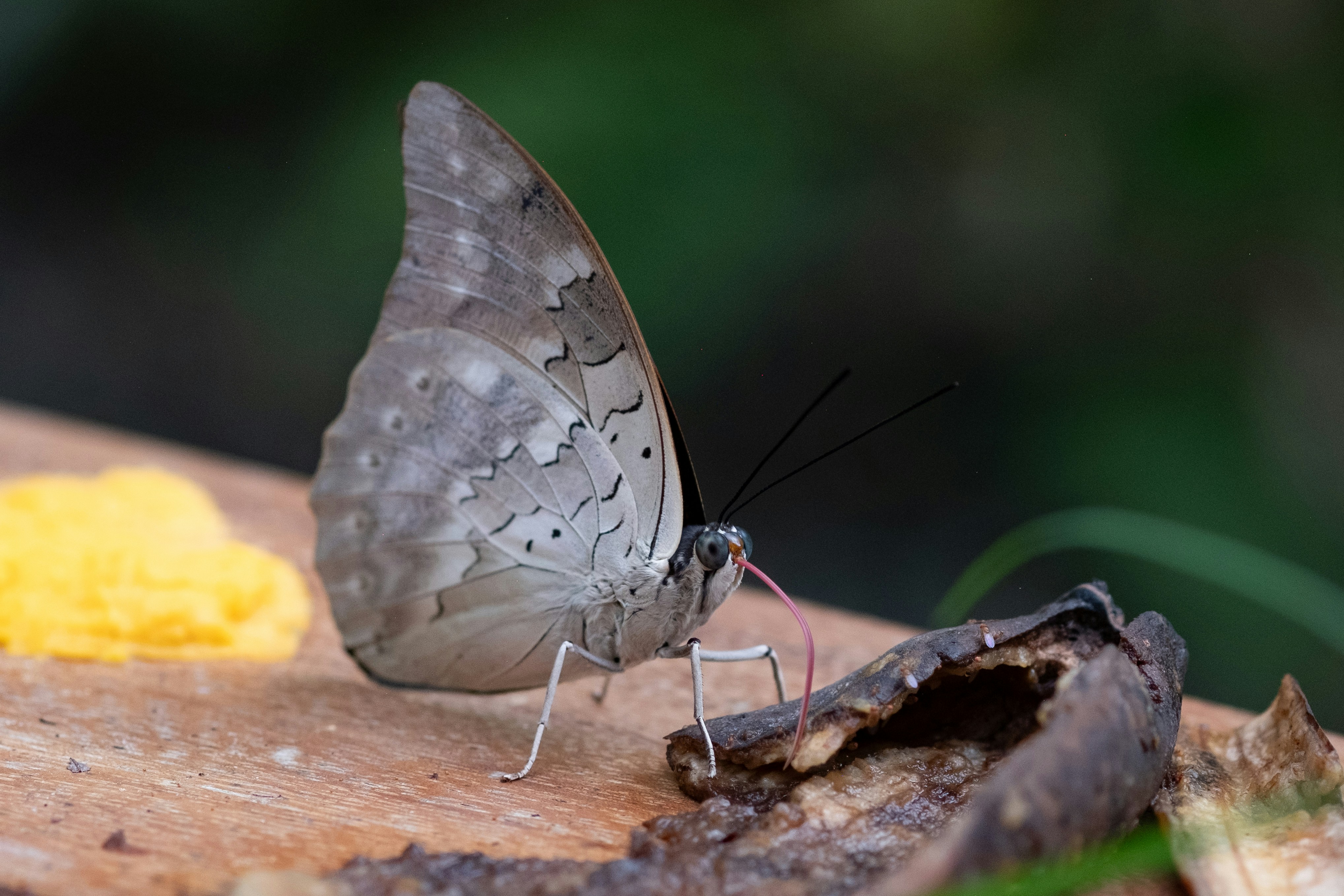 Photo by correliebre