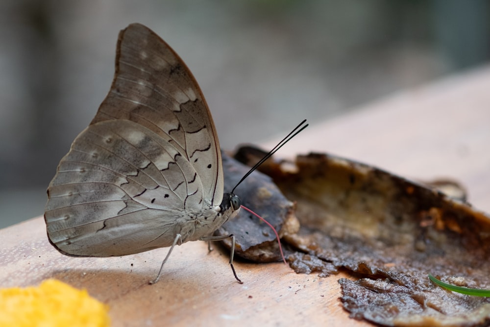 a close up of a butterfly on a piece of wood