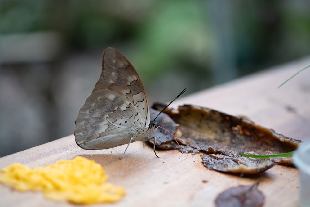 a butterfly sitting on top of a wooden table