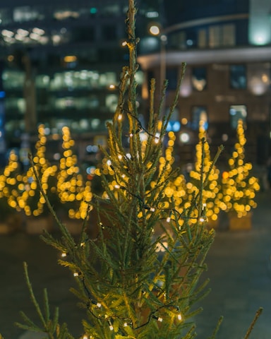 A small evergreen tree decorated with string lights stands in focus, surrounded by other similar illuminated trees. It is set against an urban backdrop featuring blurred buildings and city lights, creating a festive atmosphere.