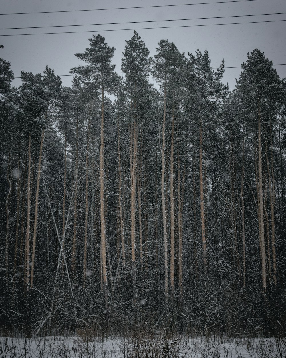 a snow covered forest with tall trees in the background