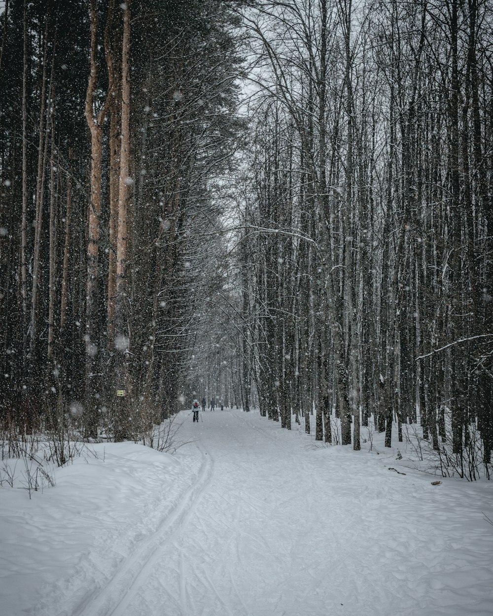 a snowy path in the woods with a person on it