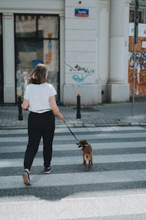 A person in a white shirt and black pants is walking a small brown dog on a leash across a zebra crossing in an urban setting. A white building with a sign and graffiti is in the background.