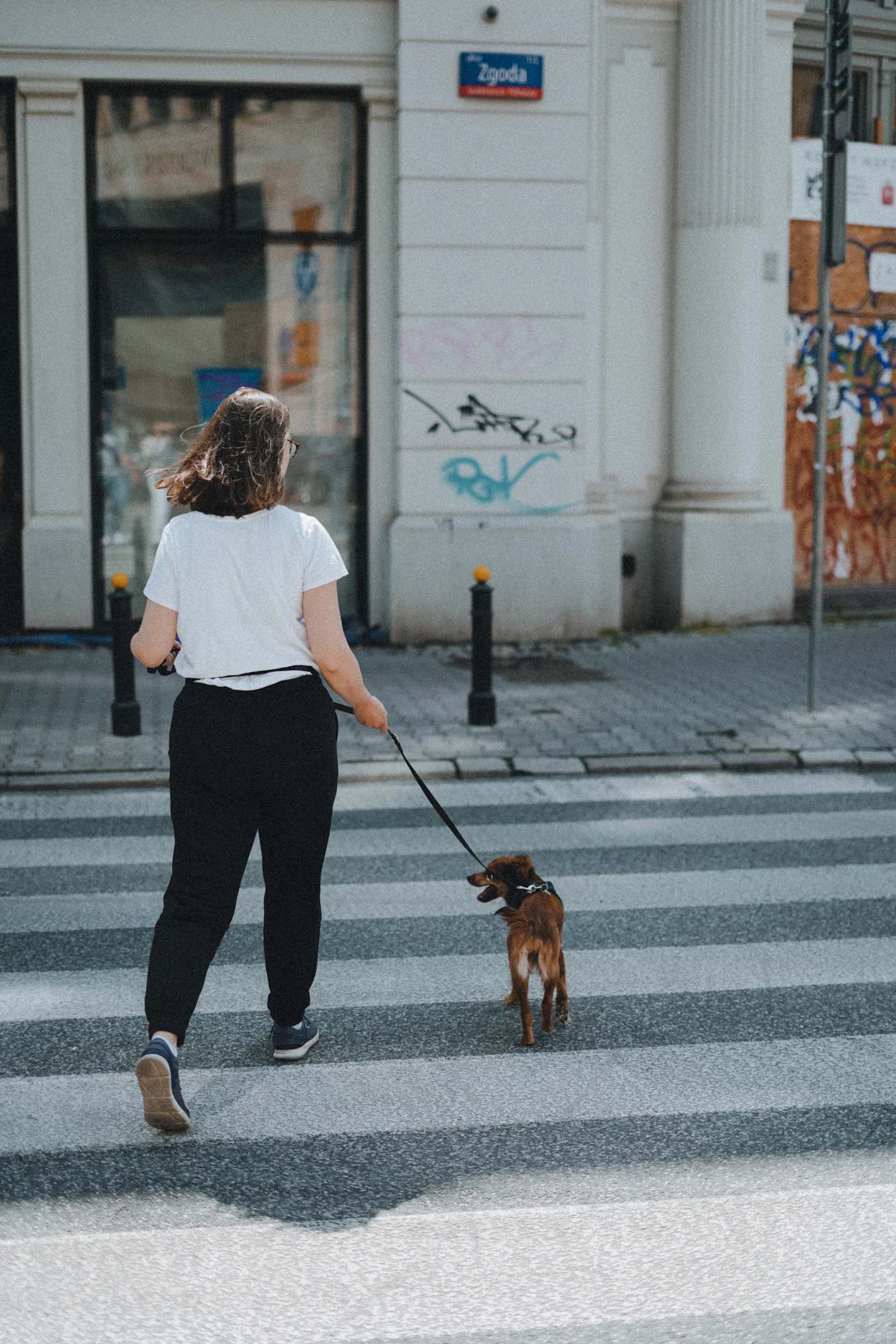A young woman walking her dog on a leash across a city crosswalk near campus buildings