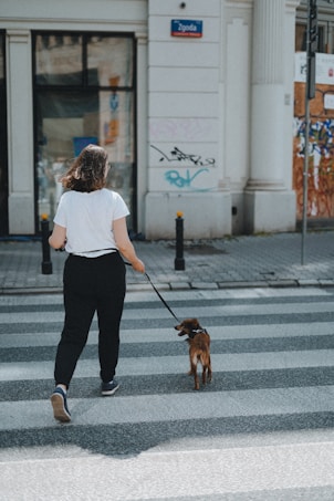 A person in a white shirt and black pants is walking a small brown dog on a leash across a zebra crossing in an urban setting. A white building with a sign and graffiti is in the background.
