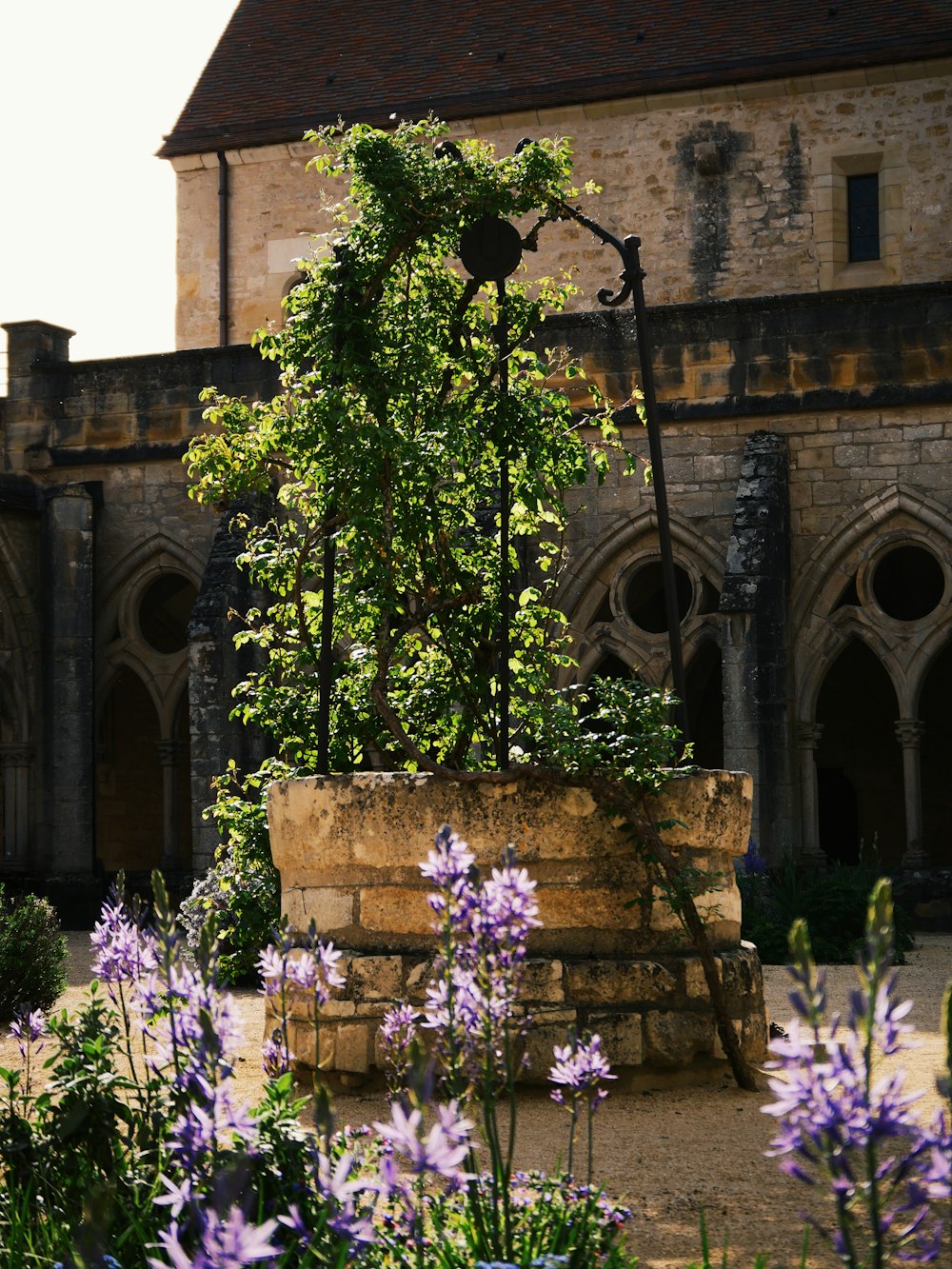 a garden with purple flowers in front of a building