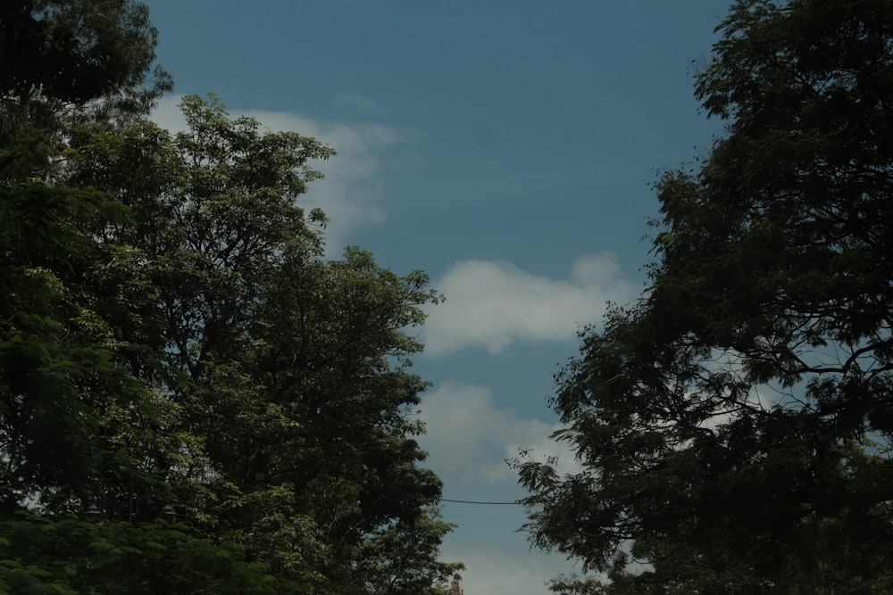 a plane flying over a lush green forest