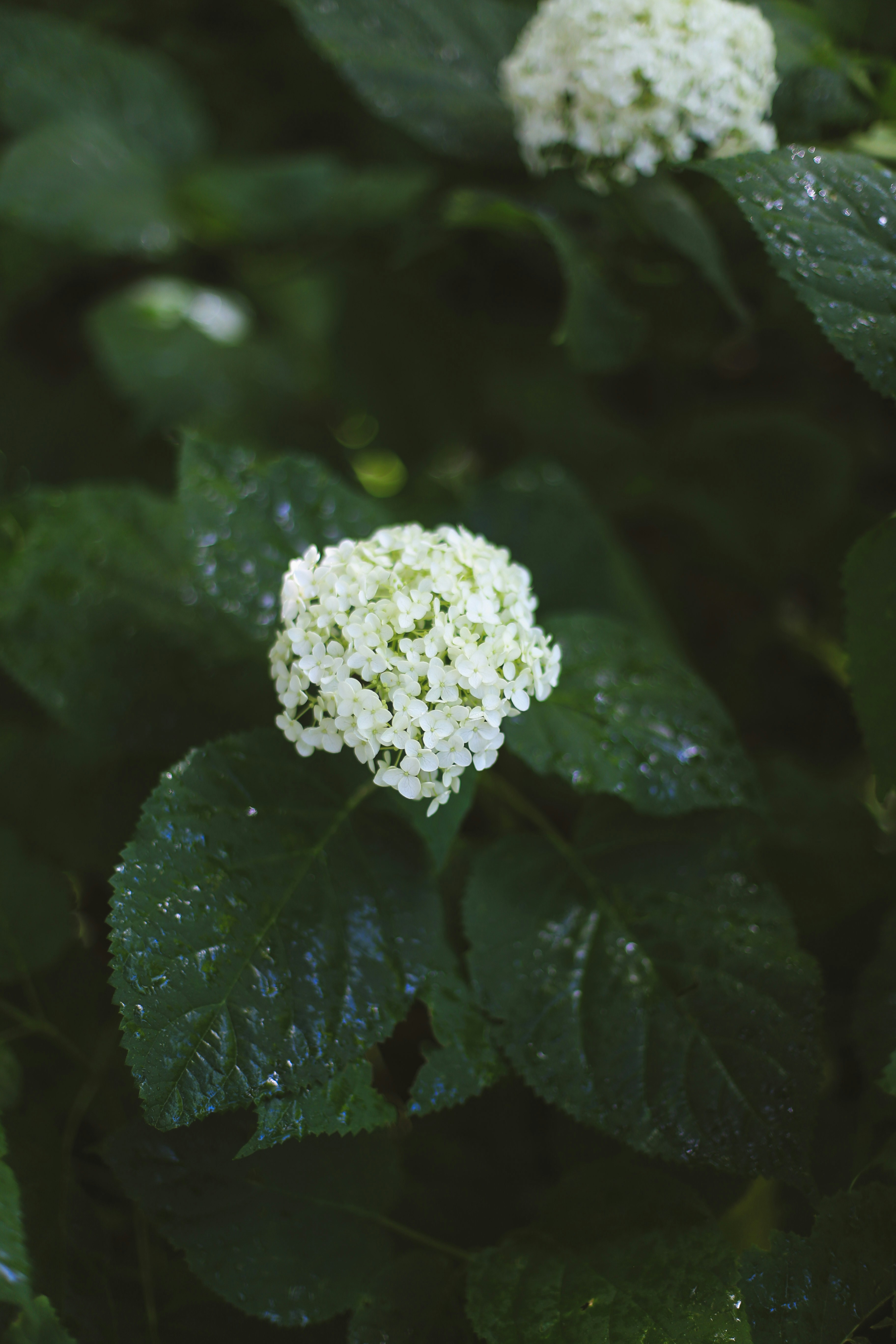 Photo by jessicalfadel