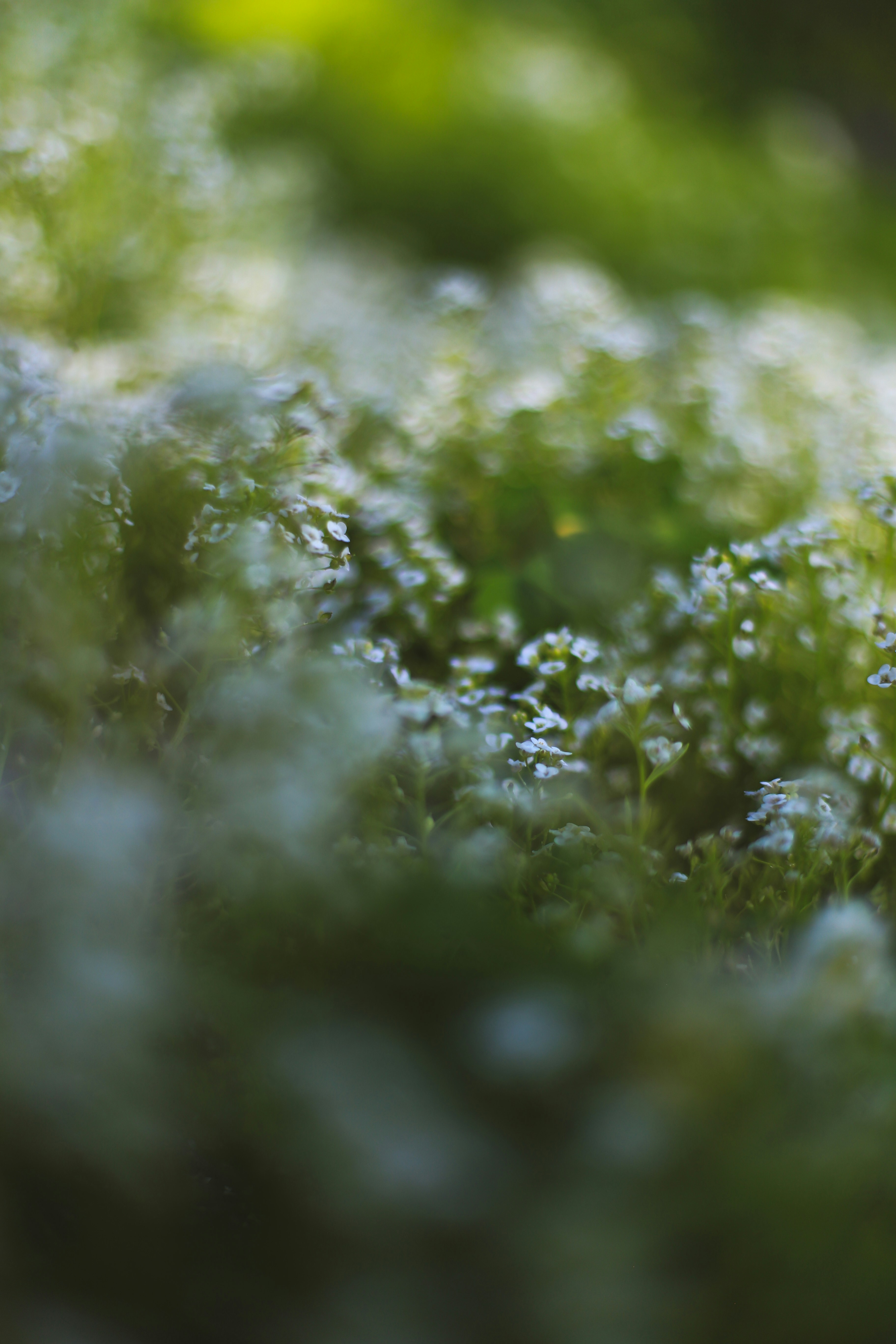 Photo by jessicalfadel