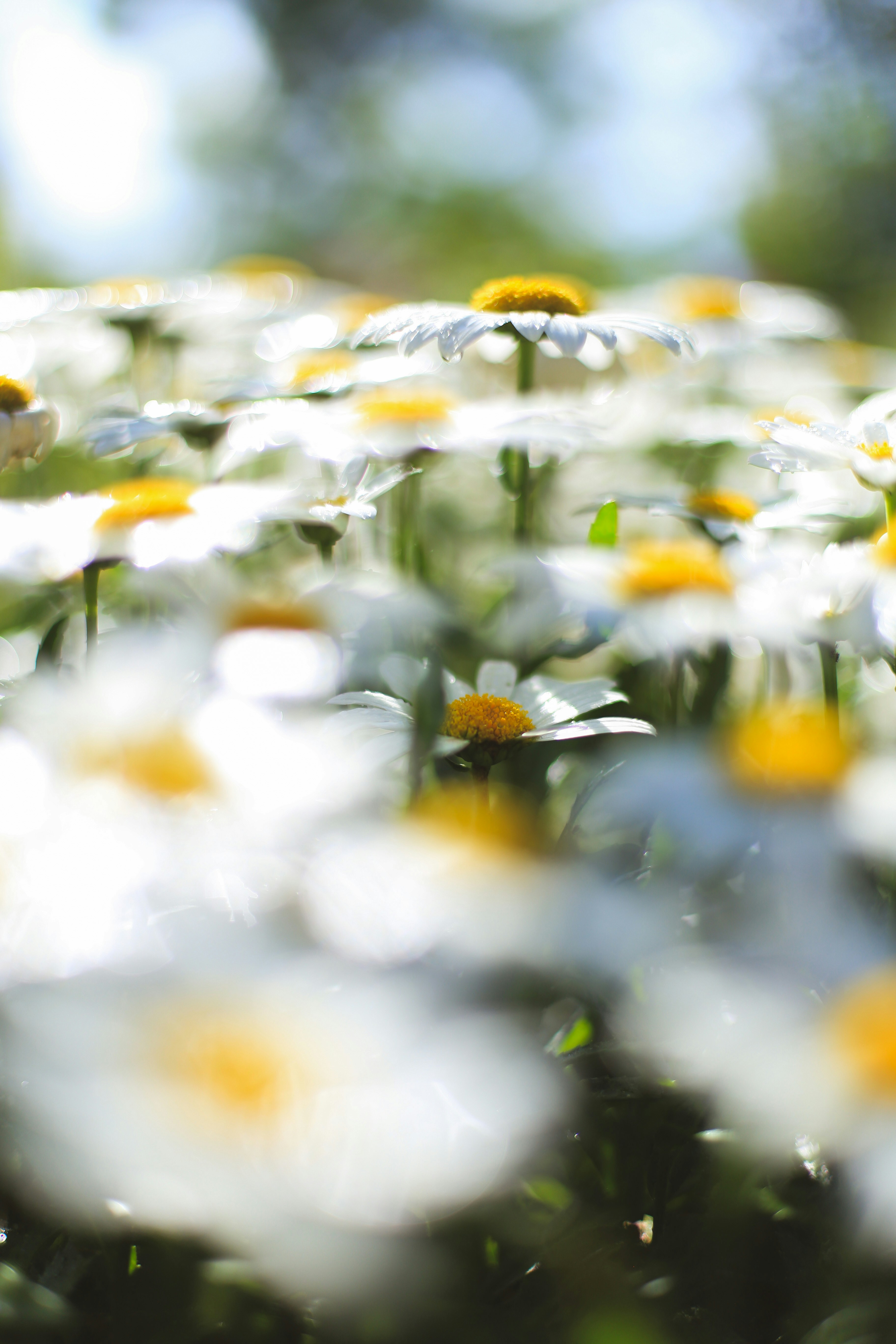 Photo by jessicalfadel