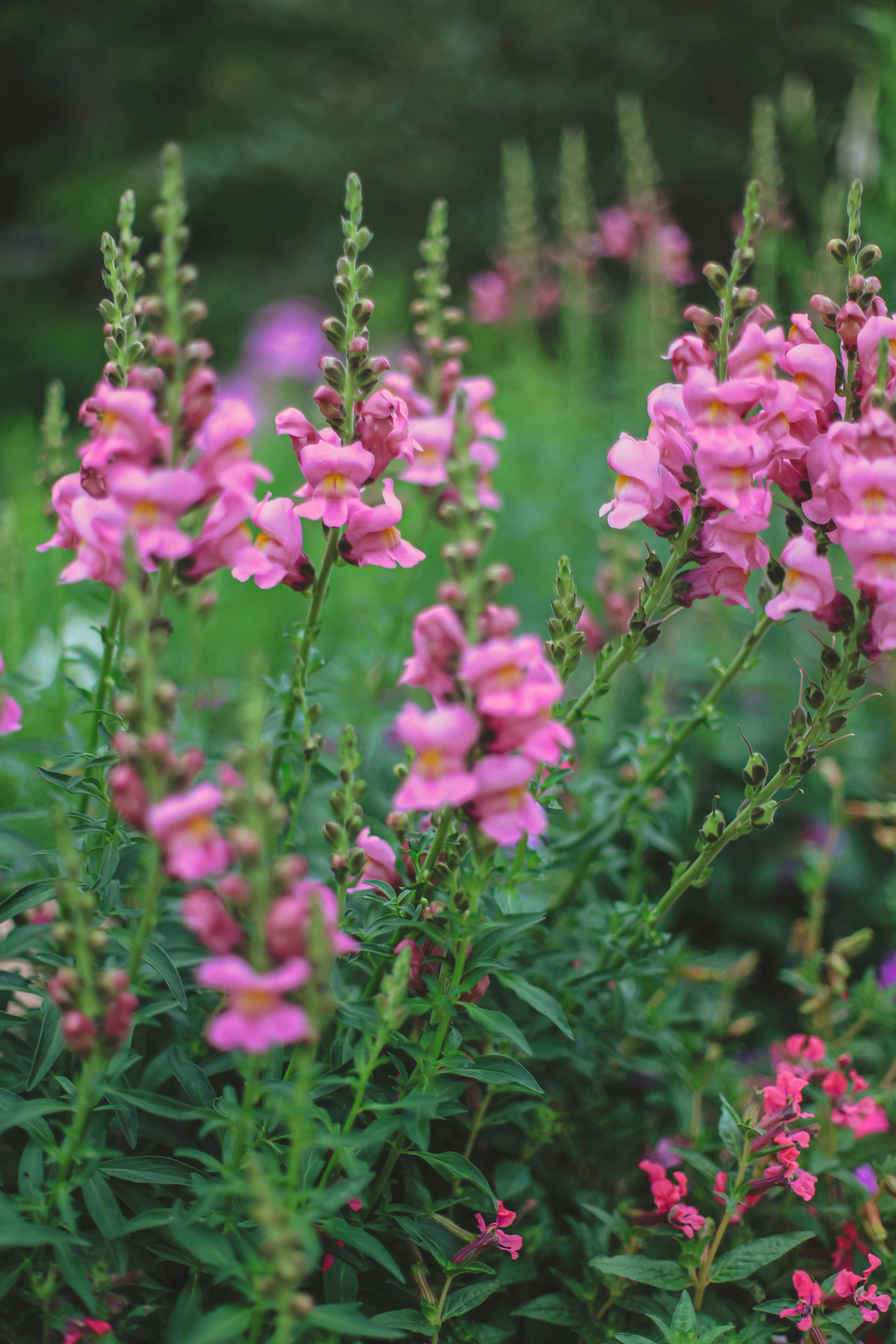 Photo by jessicalfadel