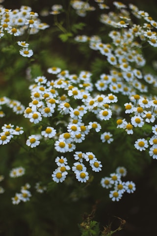 a bunch of small white flowers with yellow centers