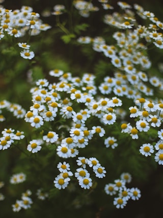 a bunch of small white flowers with yellow centers