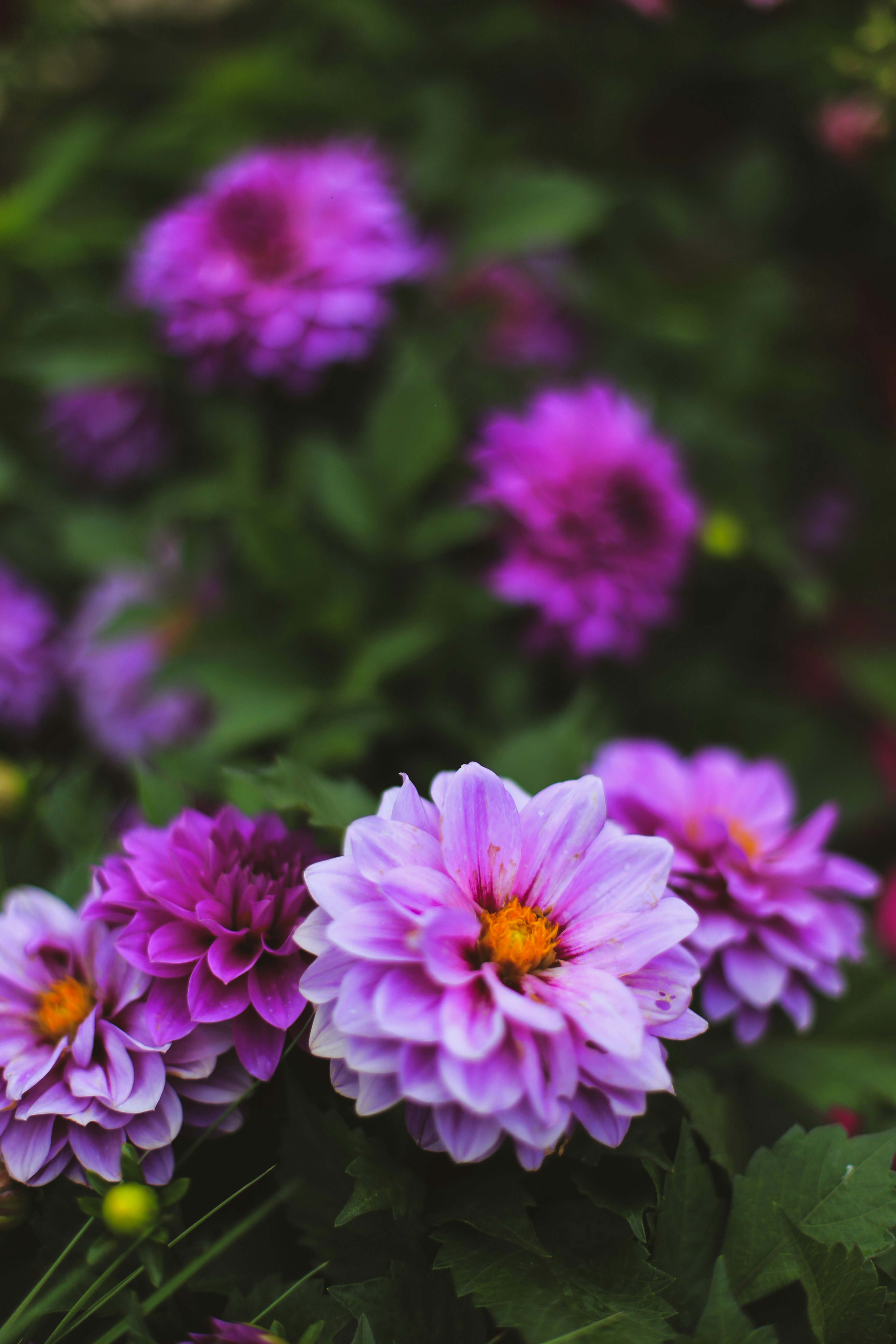 Photo by jessicalfadel