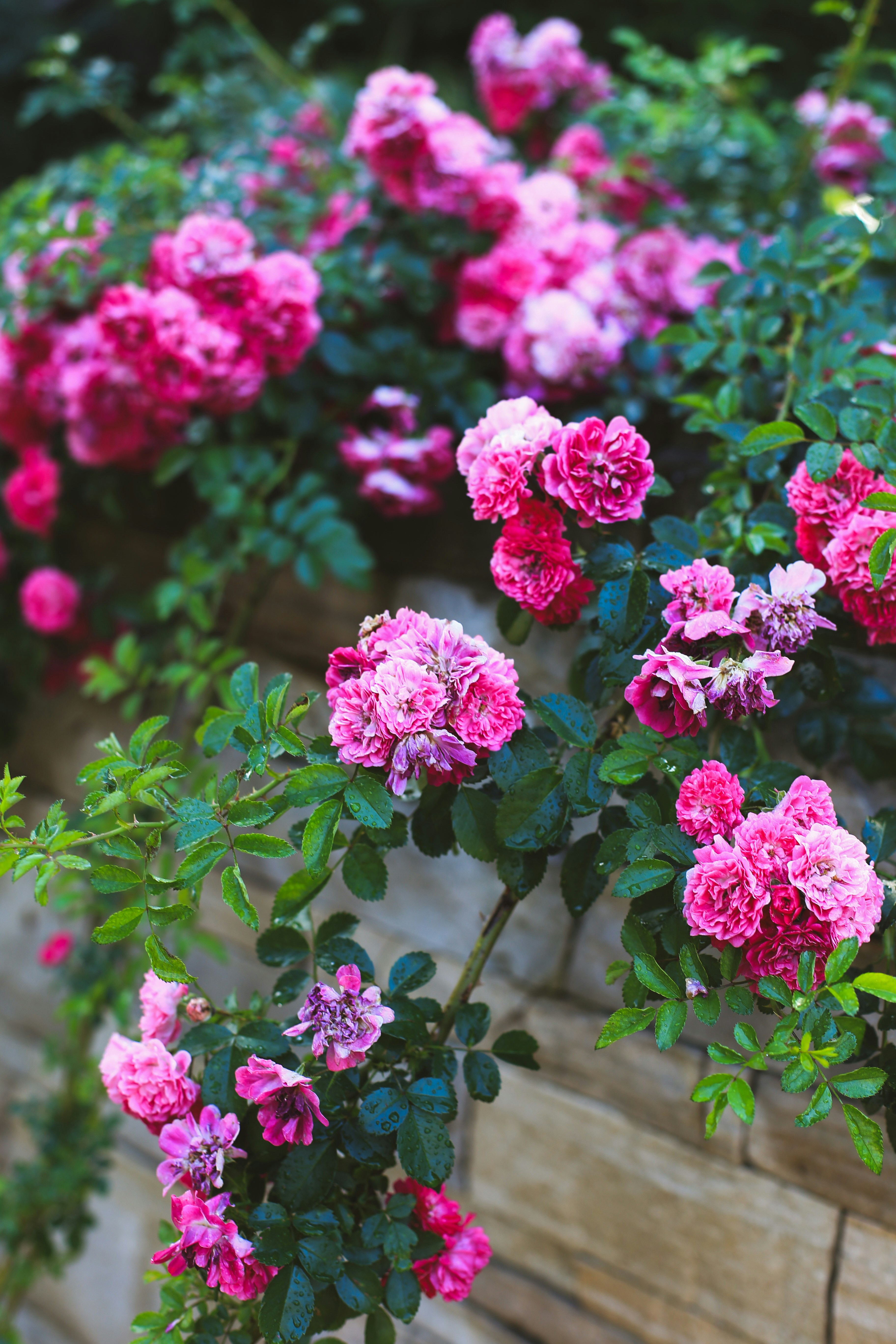 Photo by jessicalfadel