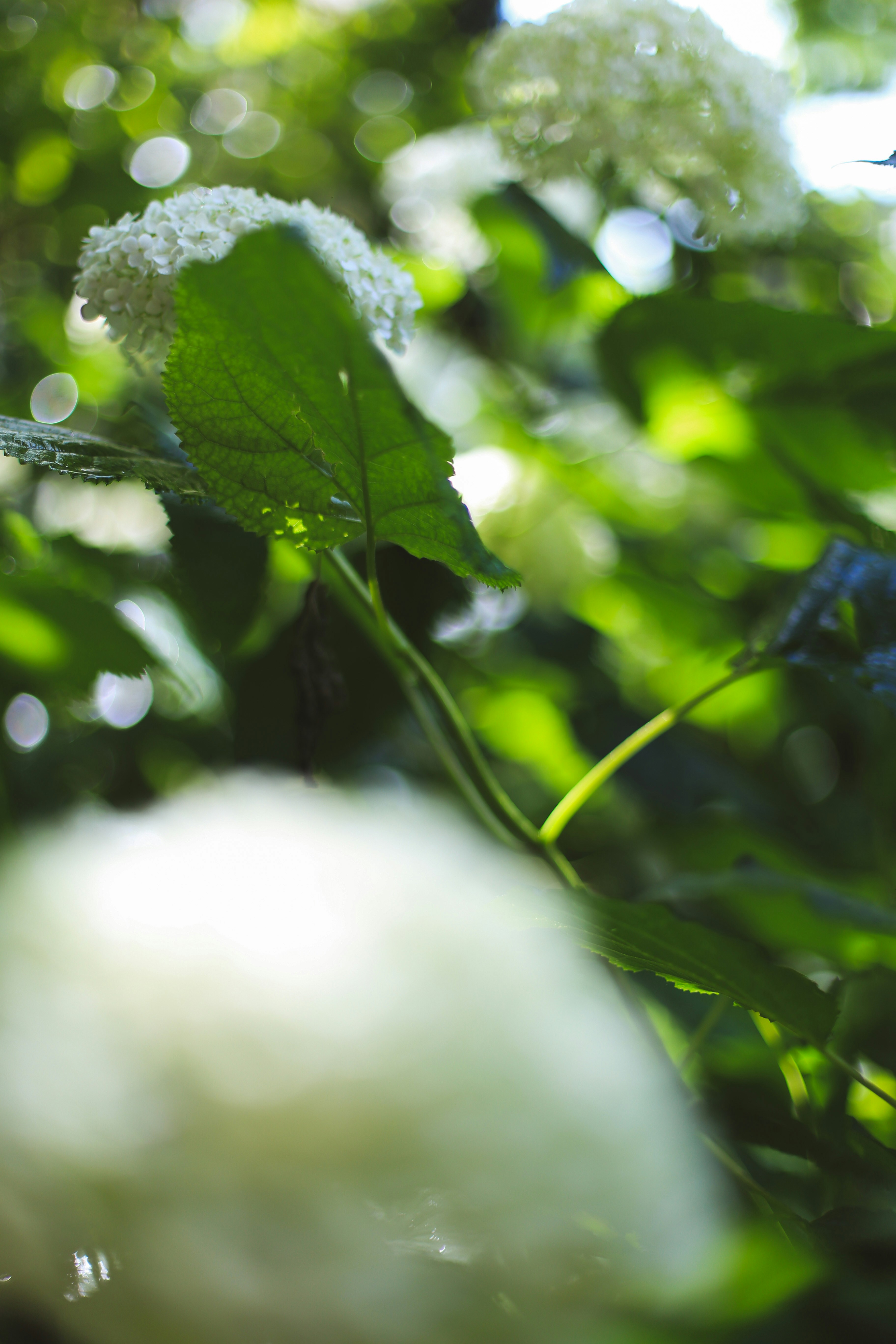 Photo by jessicalfadel