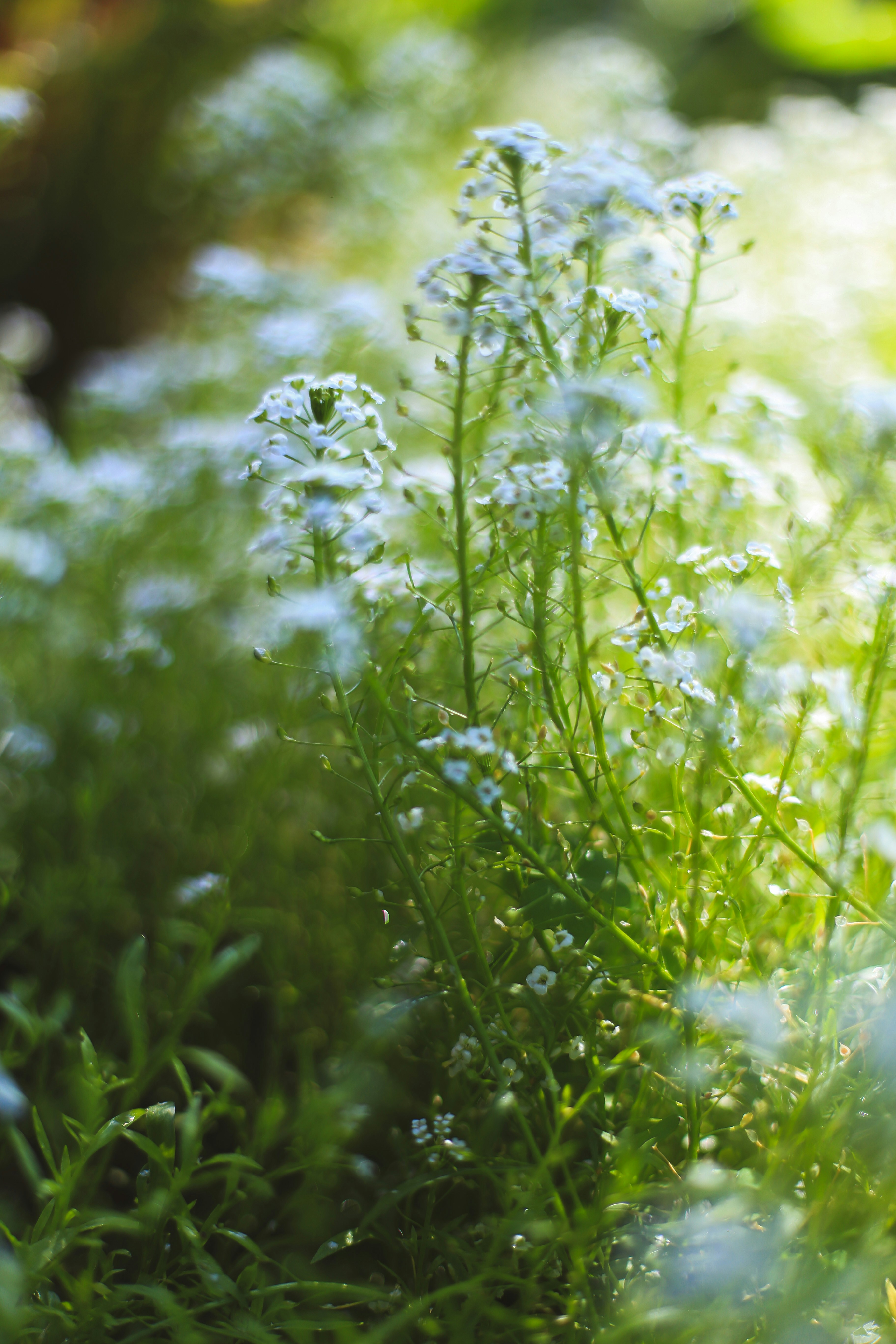 Photo by jessicalfadel