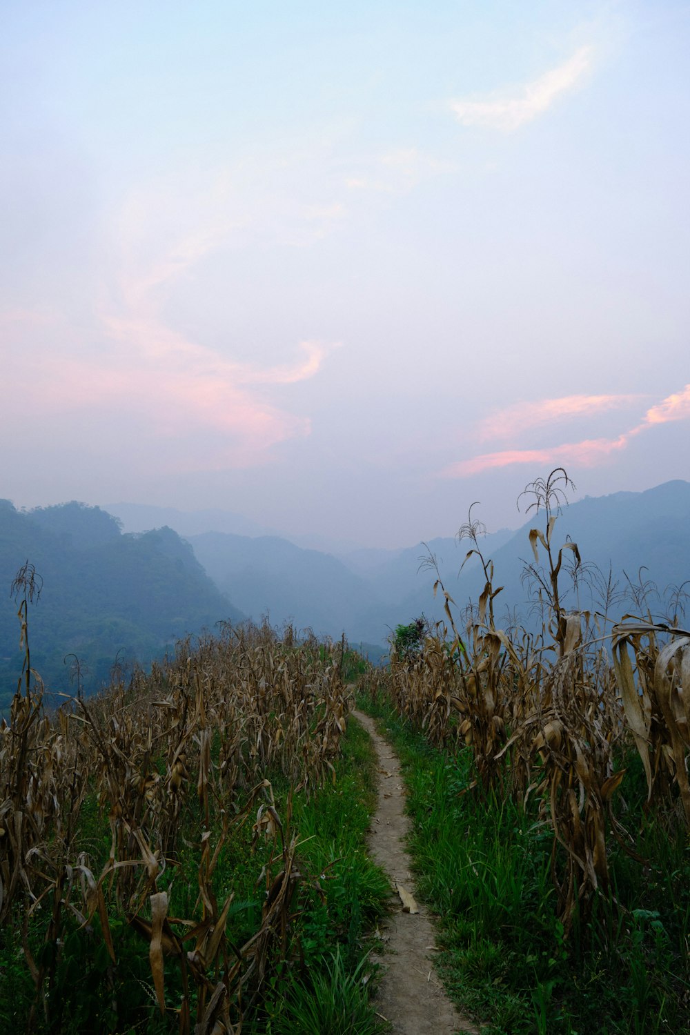 a dirt path going through a corn field