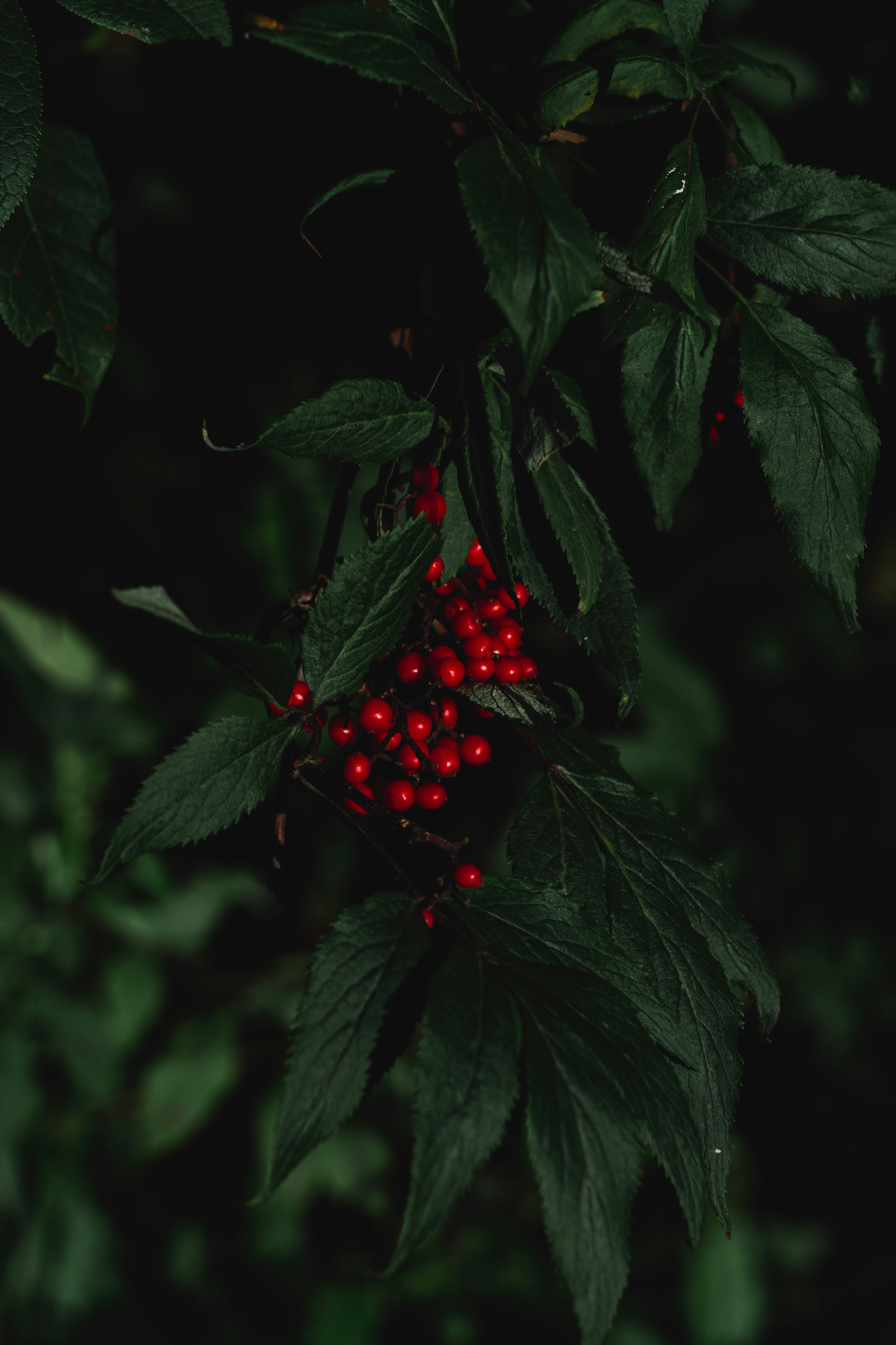 Photo by hellaren