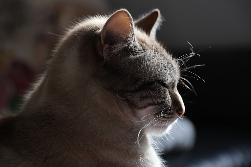 a close up of a cat with its eyes closed