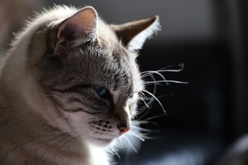 a close up of a cat with a blurry background