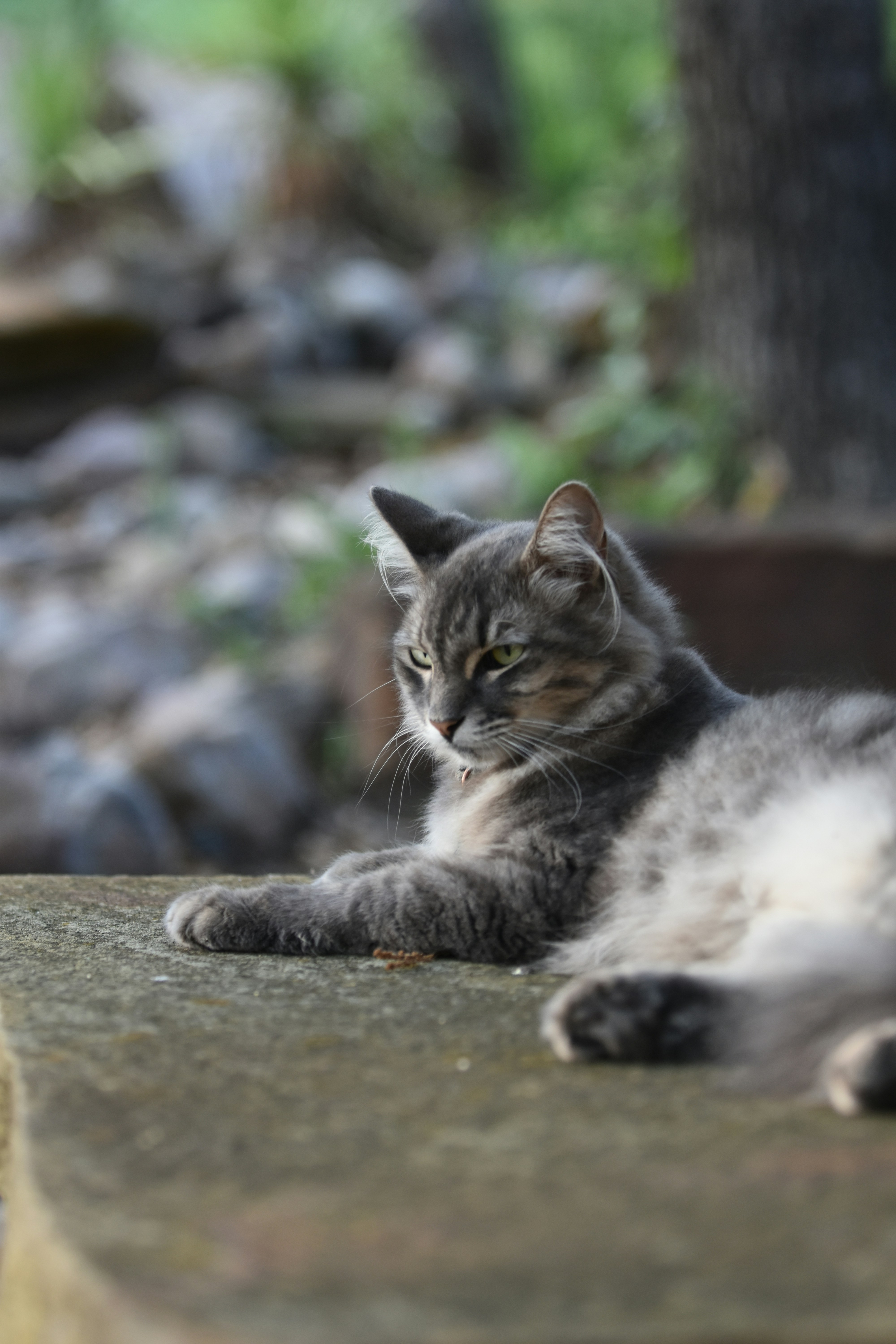 Siberian Cats - Nature's Weather-Resistant Fluff Balls (image credits: unsplash)
