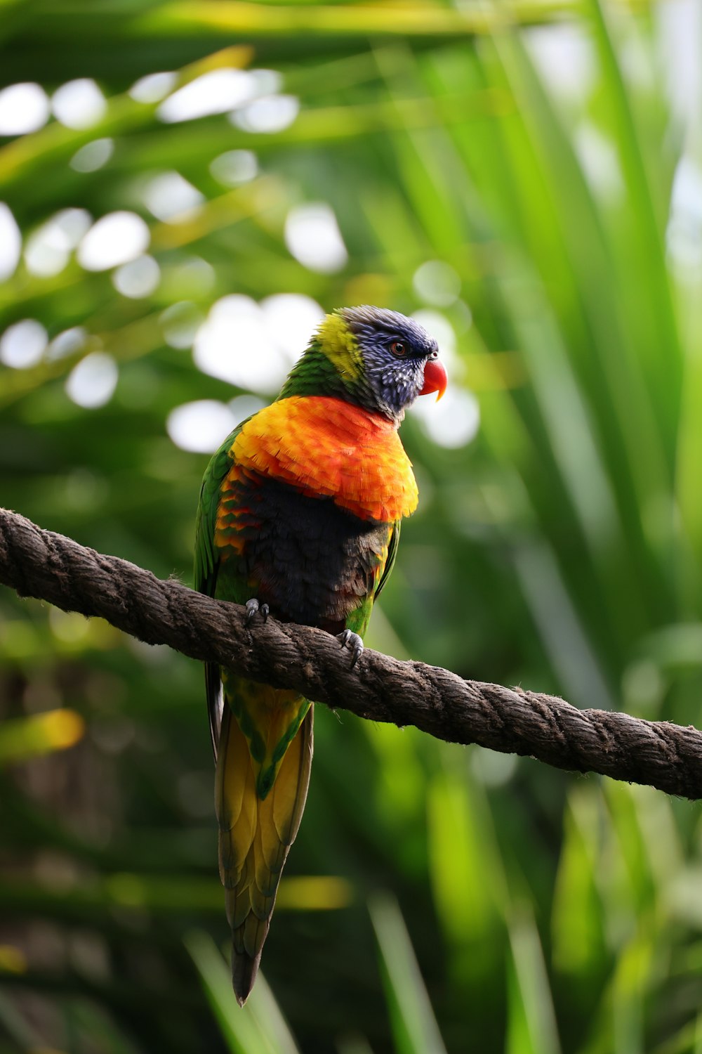 a colorful bird sitting on top of a tree branch