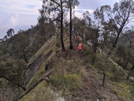 A group of hikers are trekking along a narrow, forested mountain ridge. The steep slopes are covered in dense greenery and tall trees. The sky is overcast, suggesting an impending change in weather.