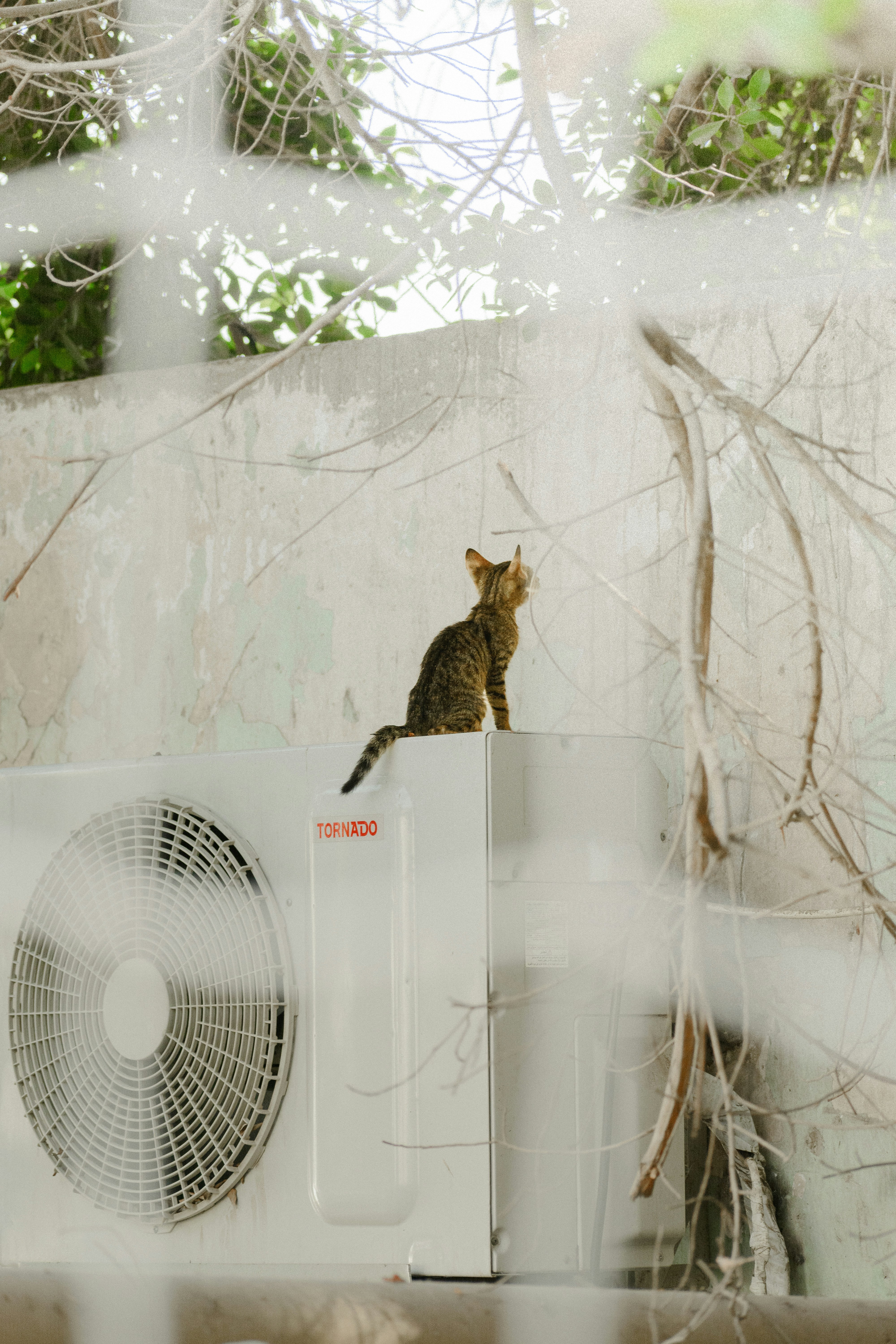 seekor kucing duduk di atas AC putih