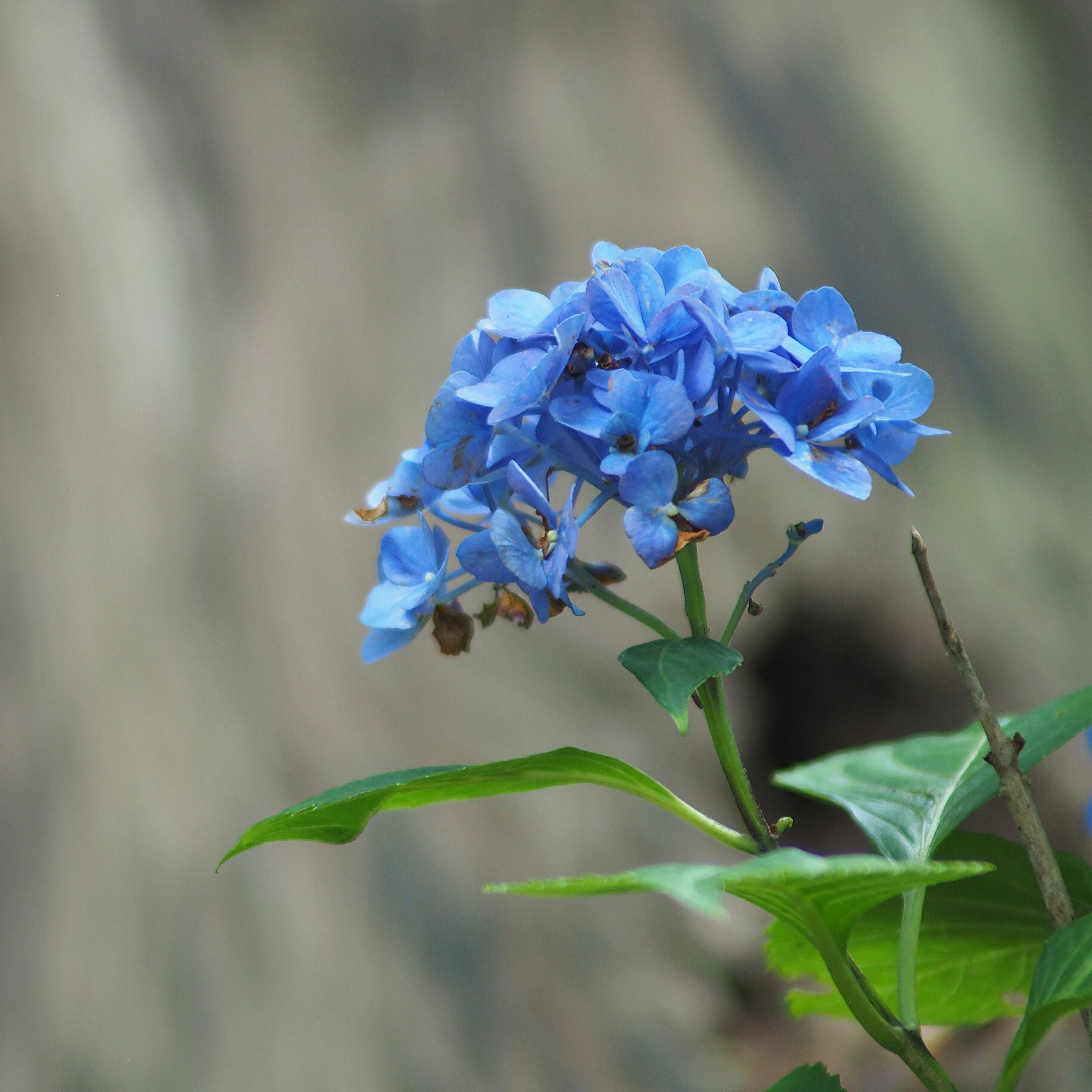 a blue flower with a bee on it