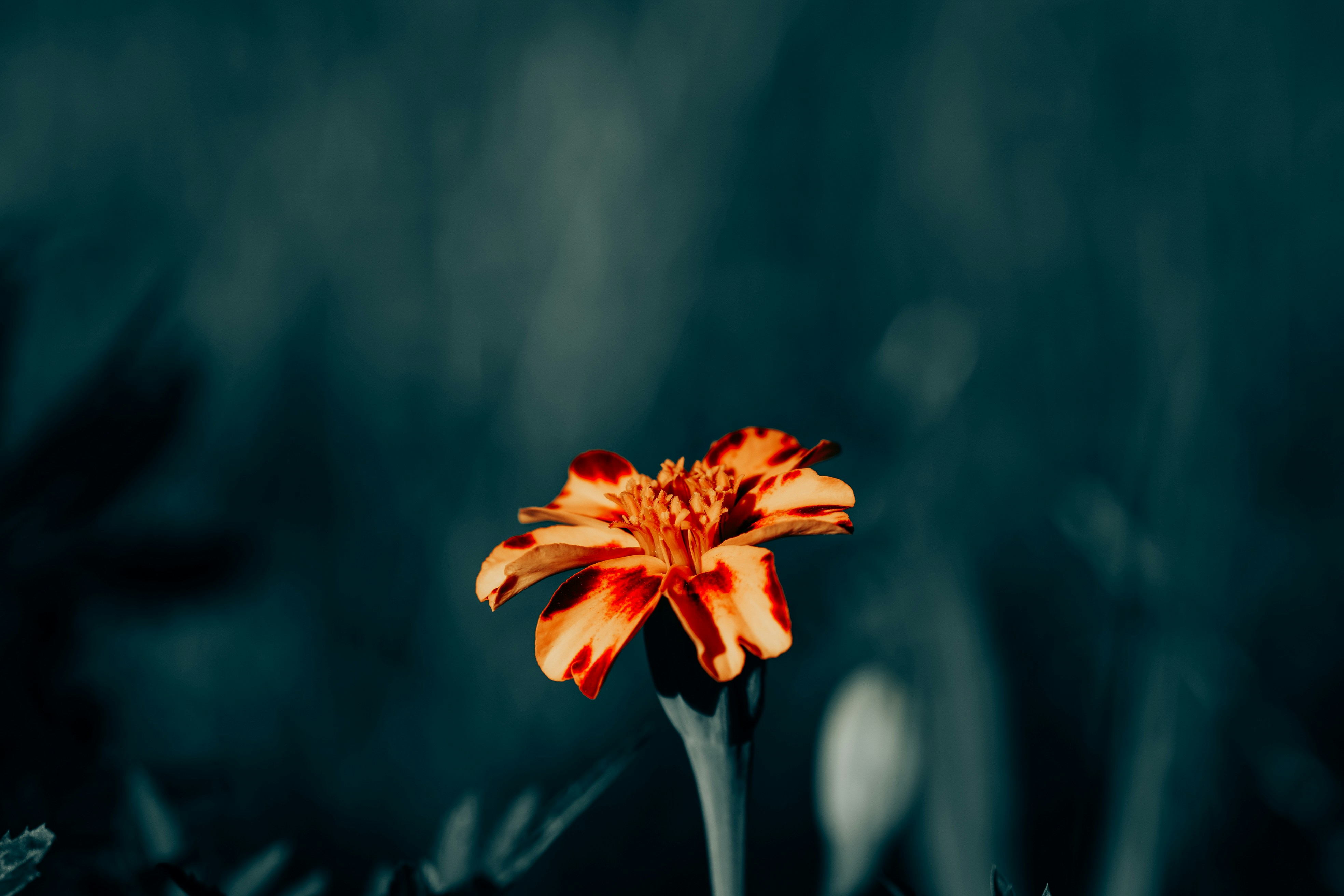 Photo by khodzinskyi