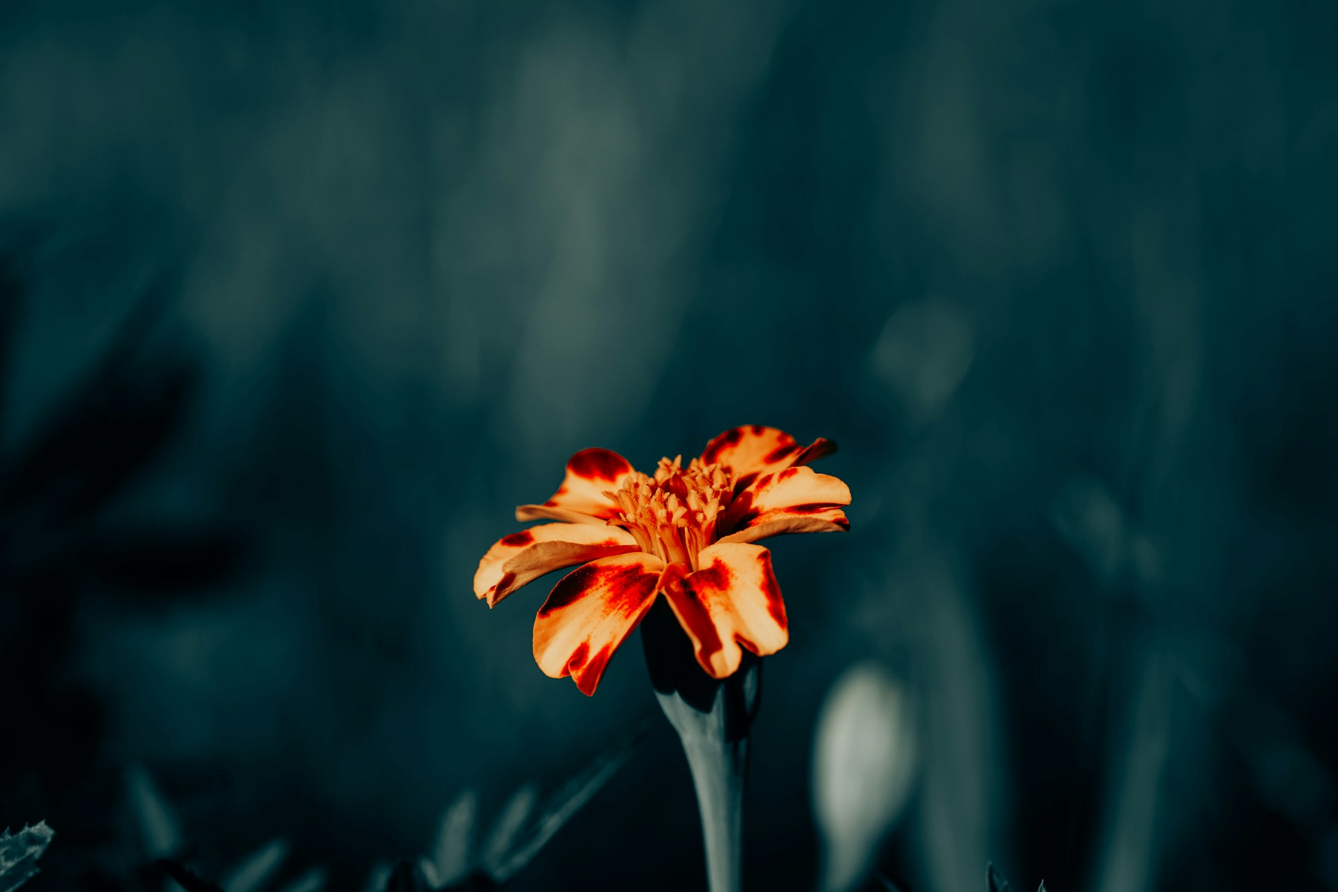 a single orange flower with a dark background