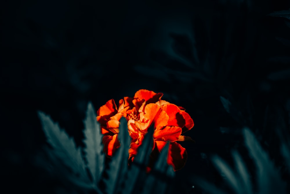 a flower that is sitting in the dark