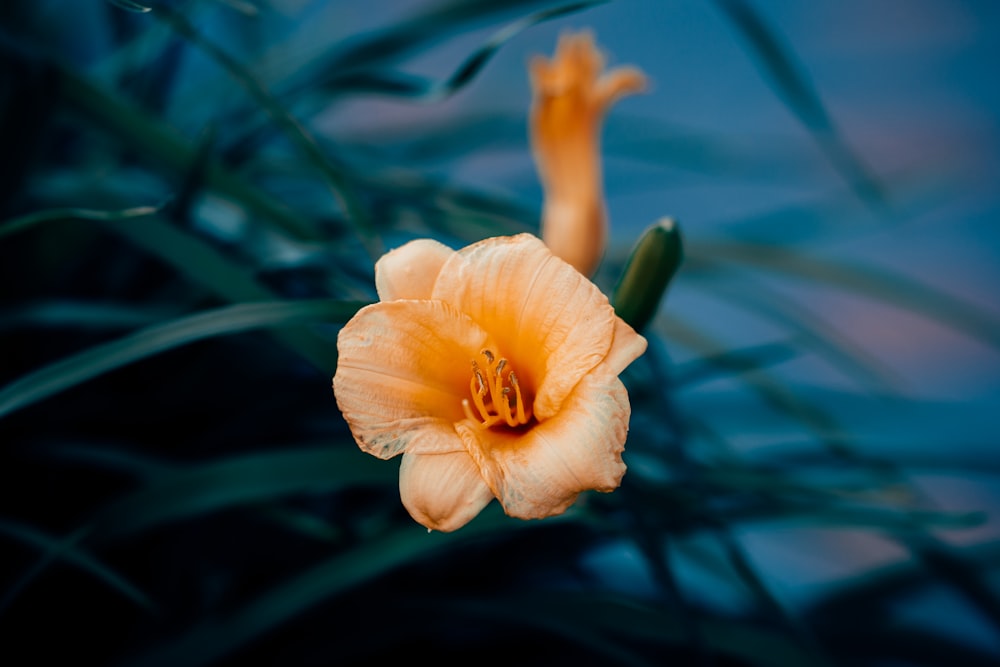 a single orange flower sitting on top of a green plant