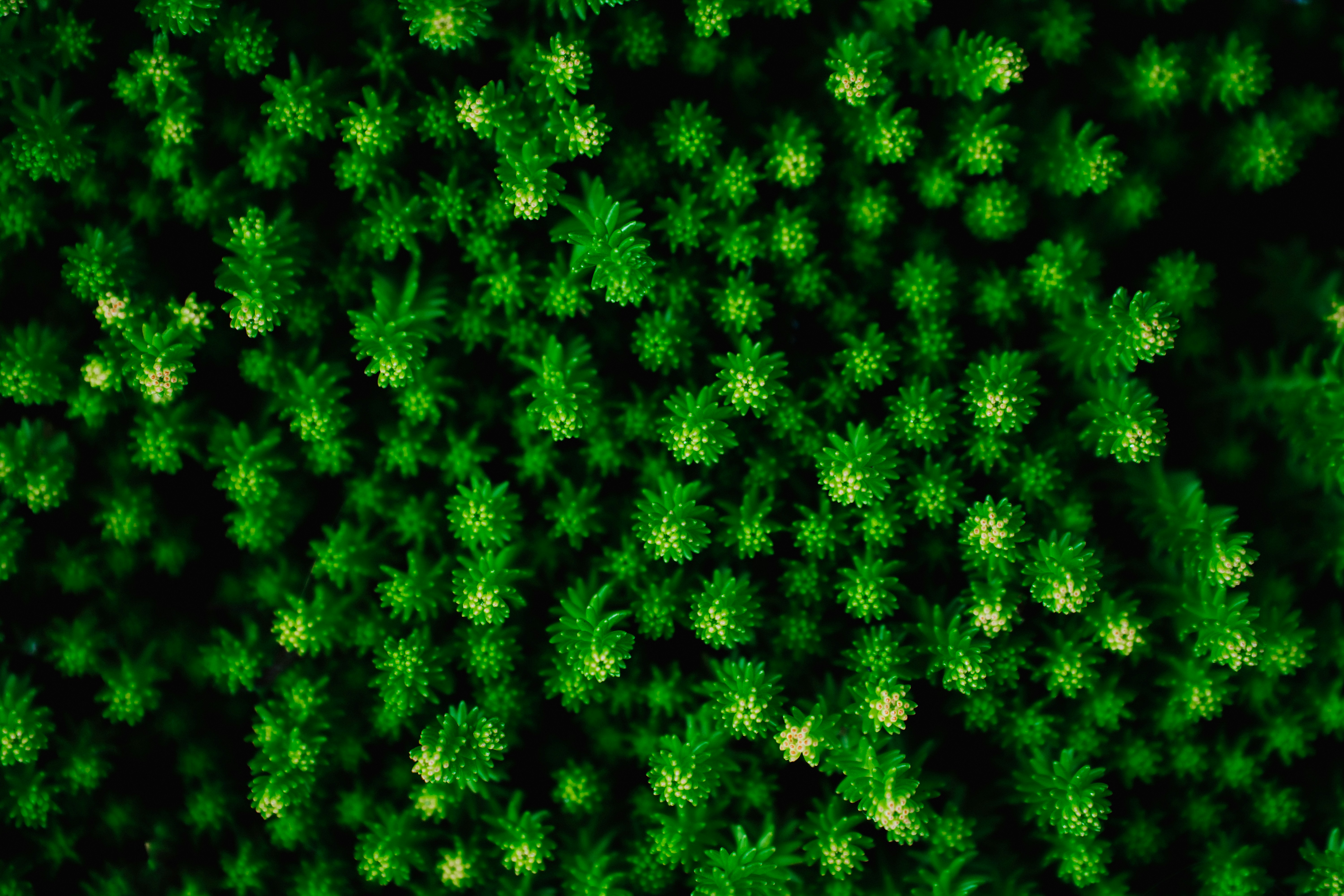 Photo by khodzinskyi