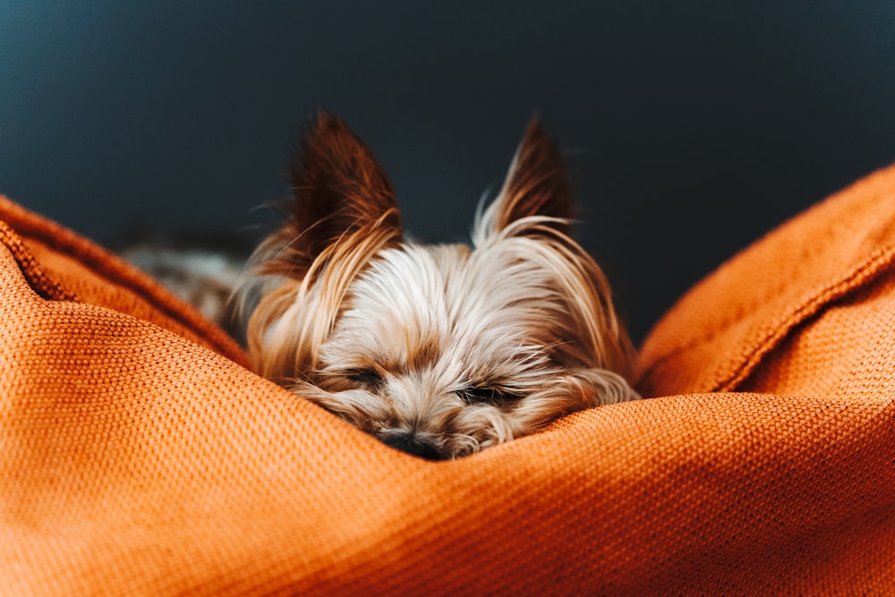 a small dog laying on top of an orange blanket