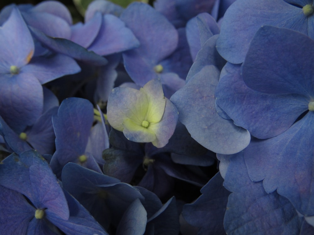 a close up of a bunch of blue flowers