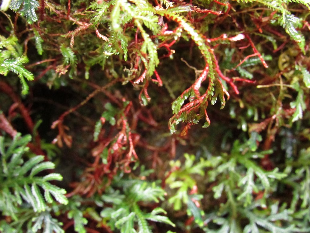 a close up of a tree with red and green leaves