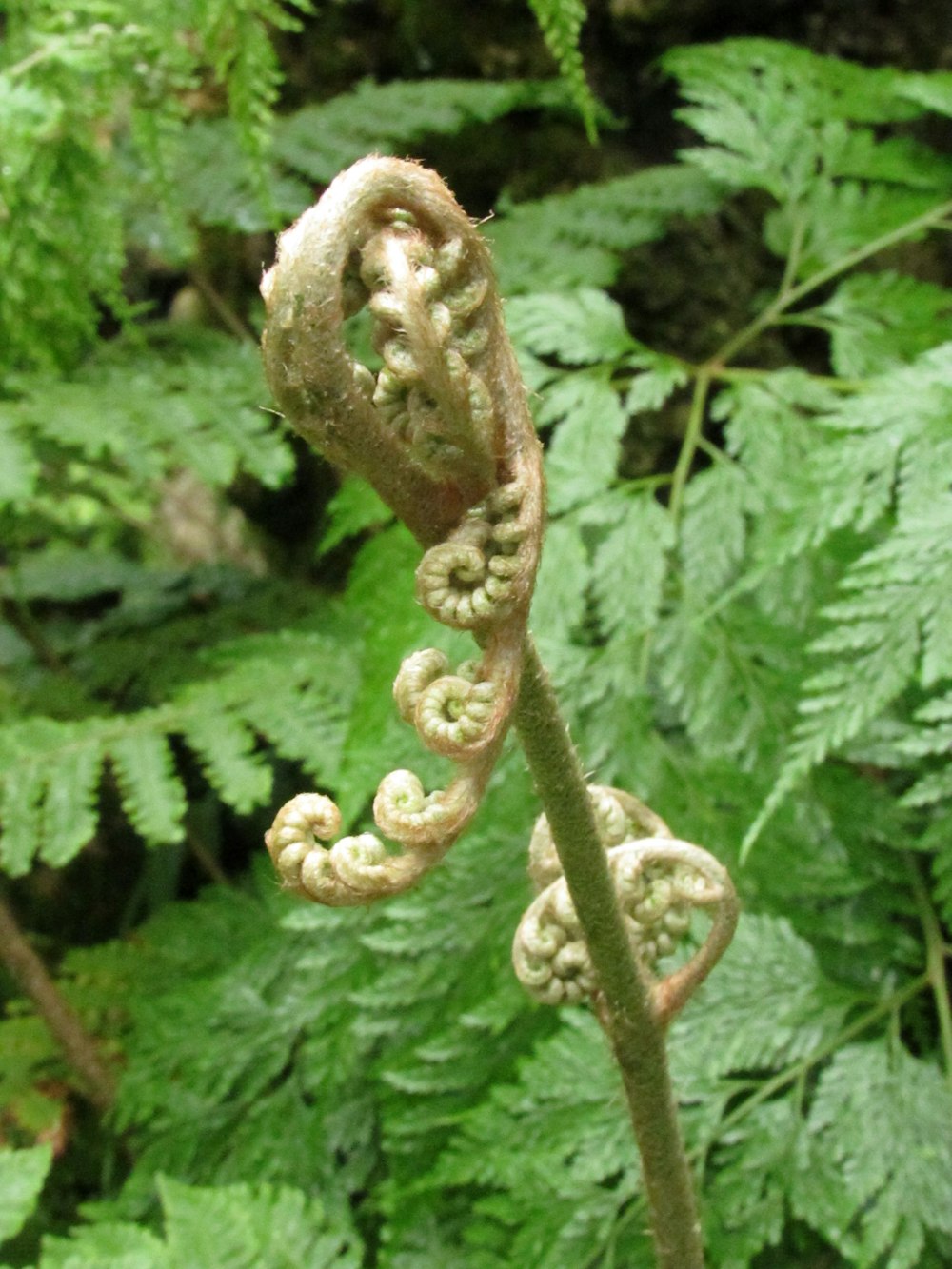 a close up of a plant with leaves in the background