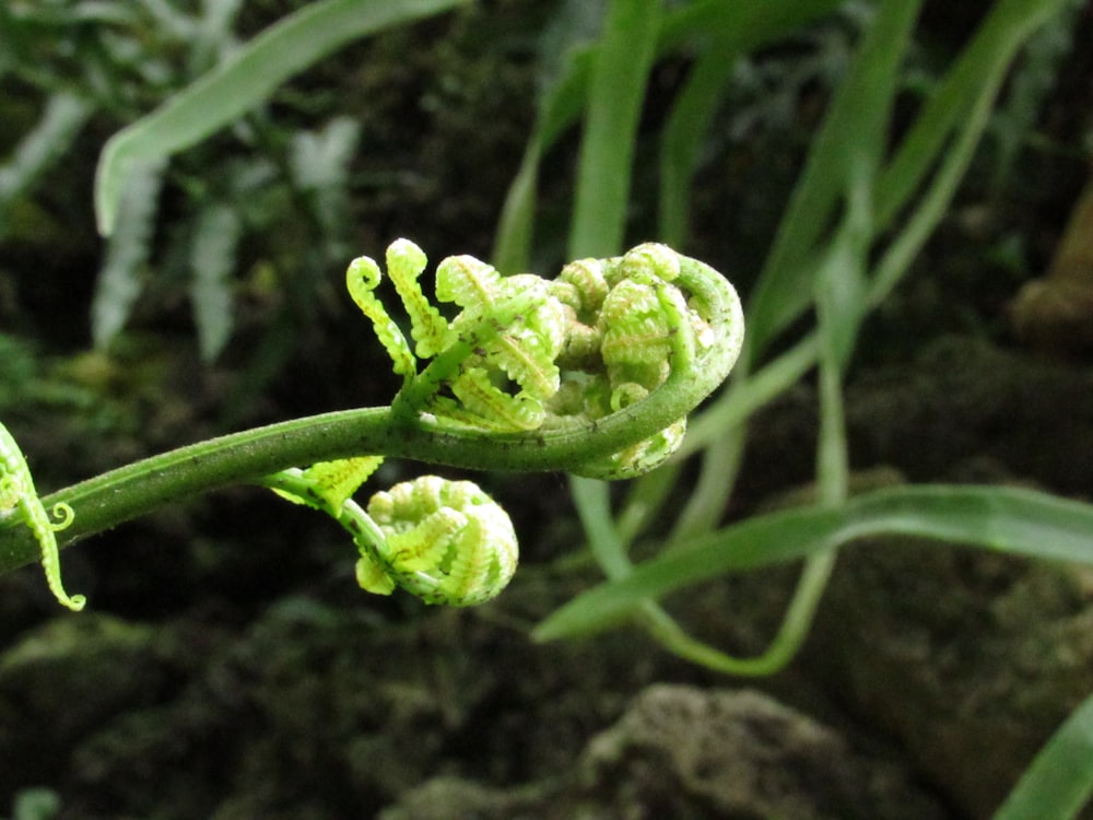 a close up of a plant with green leaves