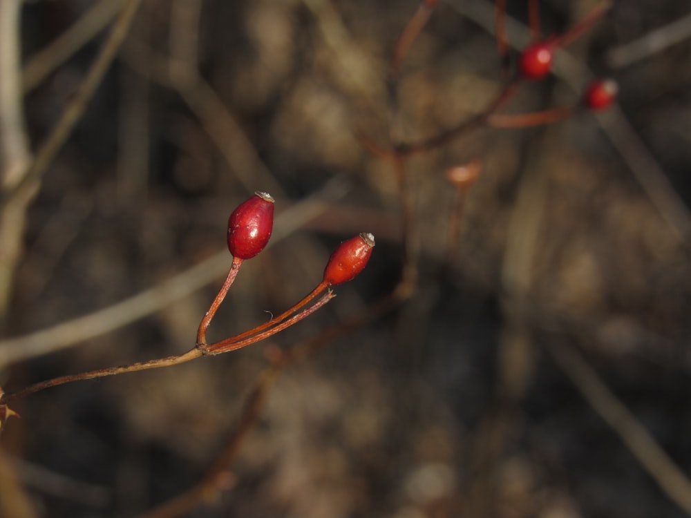 a close up of some red berries on a branch