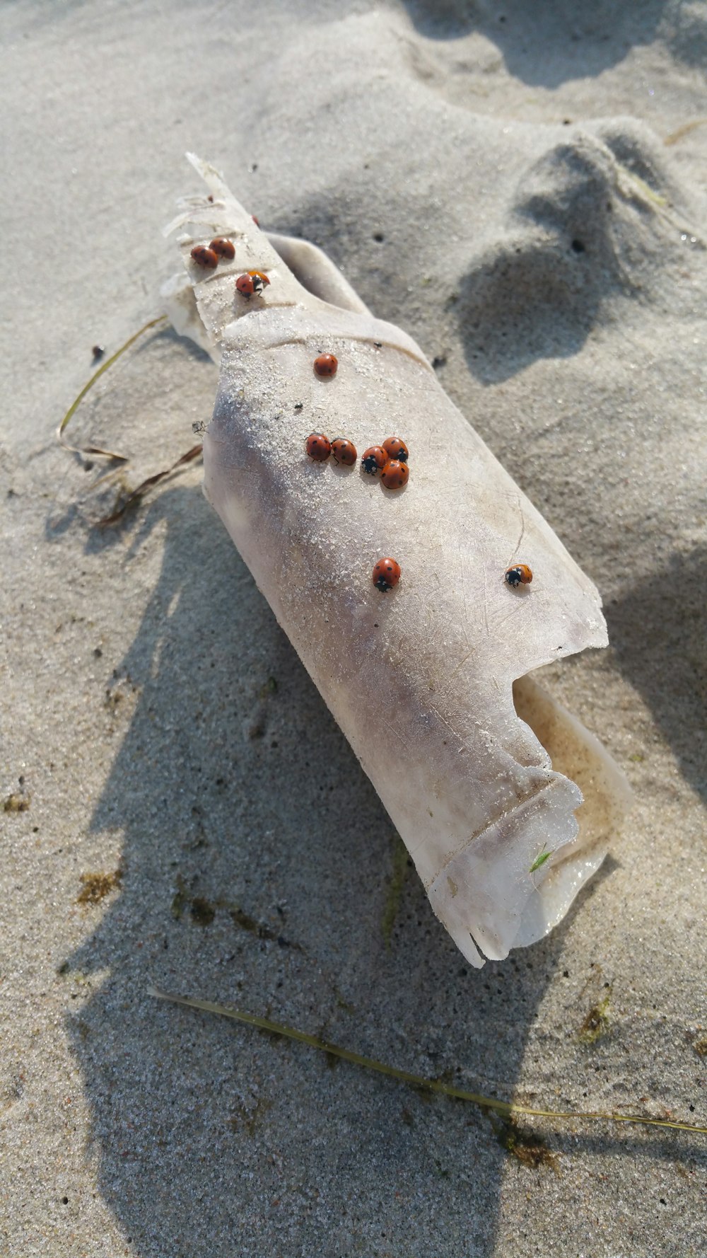 a roll of food on the sand with tiny bugs on it