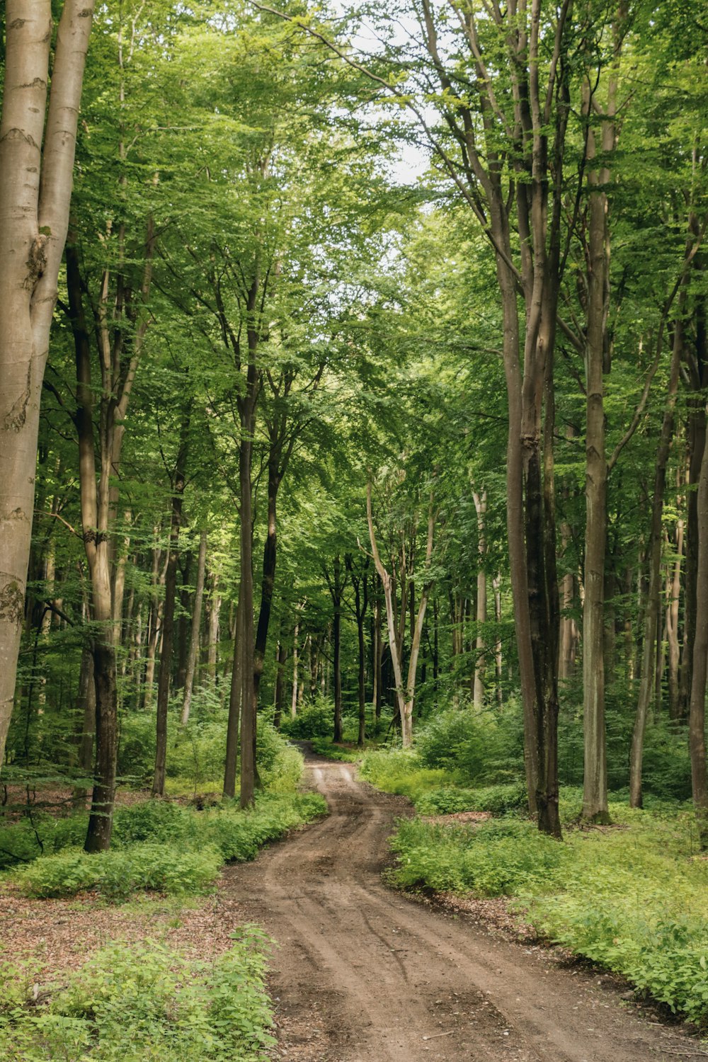 a dirt road in the middle of a forest