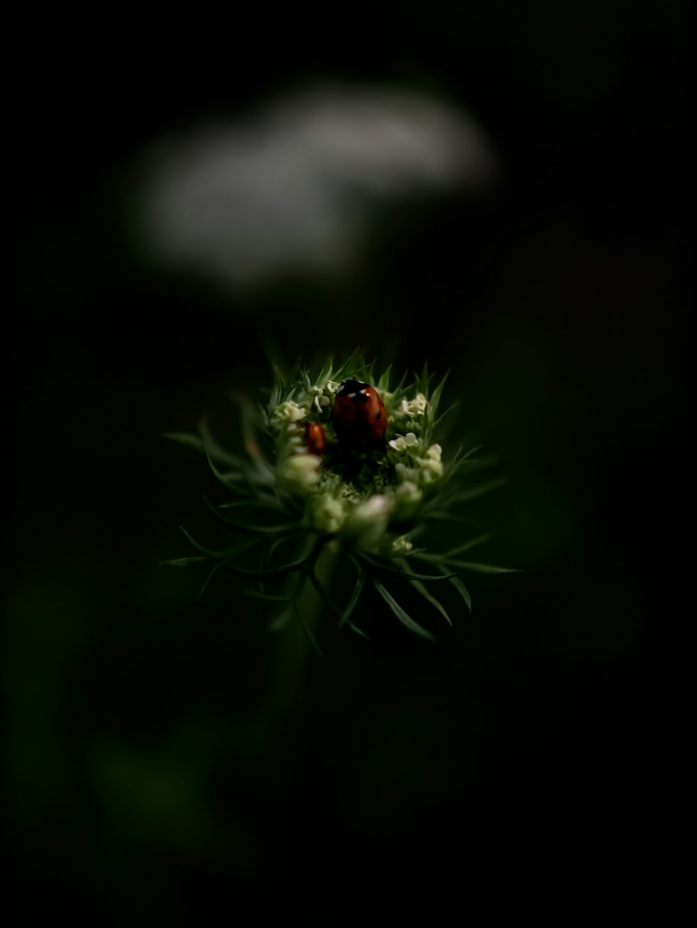 a close up of a flower with a blurry background