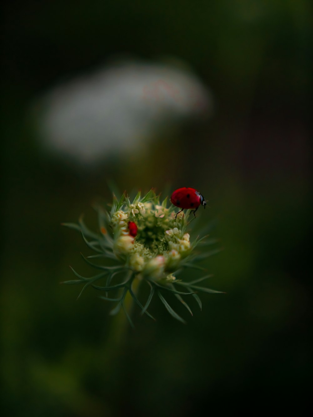 a red ladybug sitting on top of a green flower