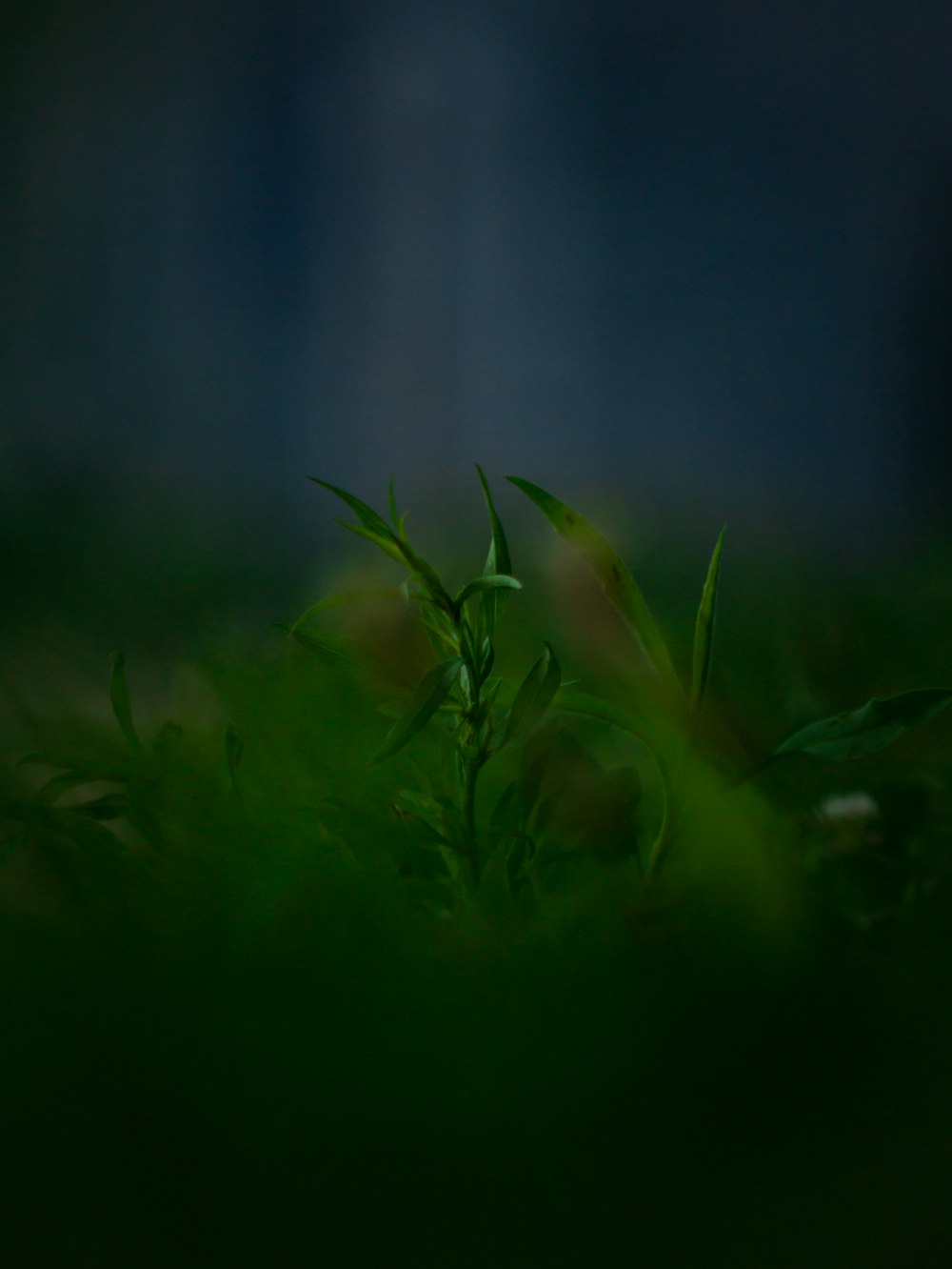 a blurry photo of a plant in the grass