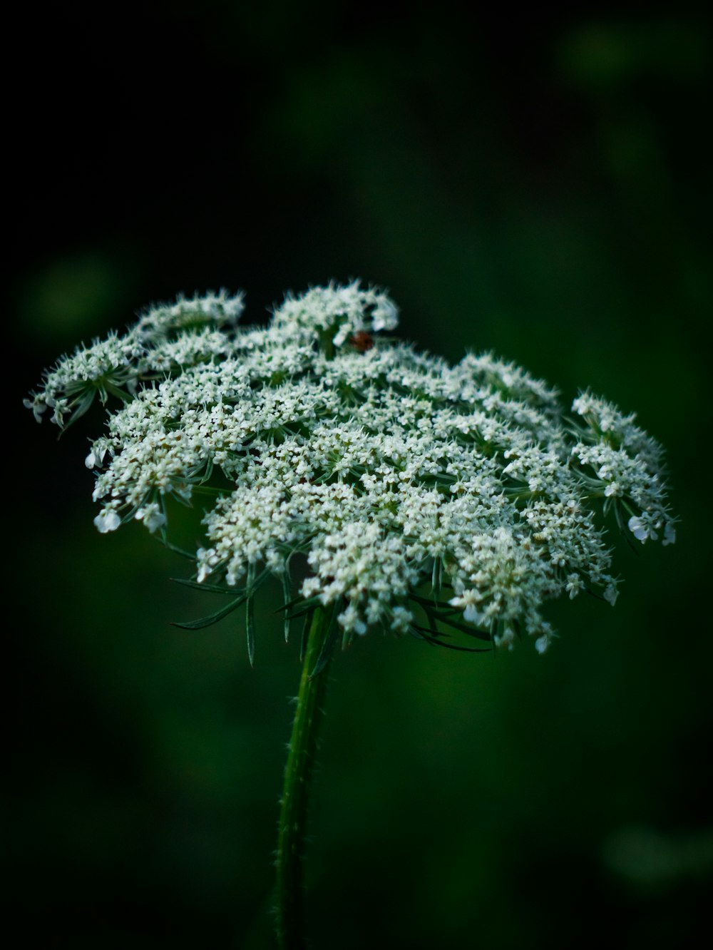 a close up of a white flower on a black background